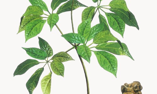 香干的好处和坏处-香干功效网 - 香干功效与作用营养价值,香干有什么营养和功效